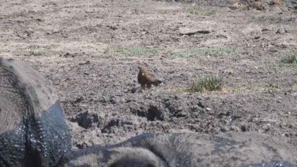 Tawny Eagle Svou Kořist — Stock video