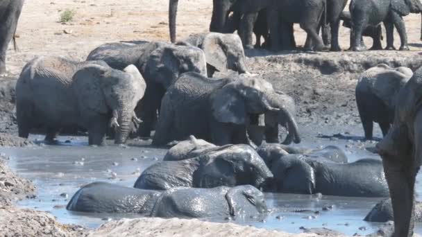 Manada Elefantes Africanos Bush Disfrutando Baño Barro — Vídeos de Stock