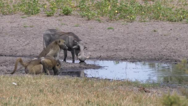 Una Tropa Babuinos Chacma Jabalí Bebiendo Pozo Agua — Vídeos de Stock