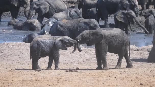 Två Unga Afrikanska Bush Elefanter Slåss Runt Vattenhålet — Stockvideo