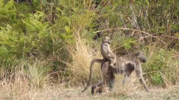 Baby Chacma Pavian Sitzt Auf Dem Rücken Seiner Mutter — Stockvideo