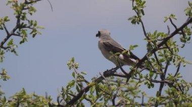 Loggerhead örümceği böcek yiyor.