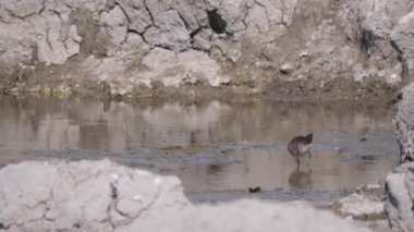 Sandpiper, Namibya 'nın Naye-Naye bölgesinde bir su birikintisinde yiyecek arıyor.