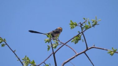 Bir ağaç dalında neden iğne kuyruklu?