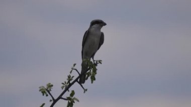 Ağaç dalında oturan mankafa örümcekkuşu.