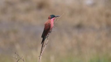 Güney Karmine Arı yiyicisi Ağaç dalında