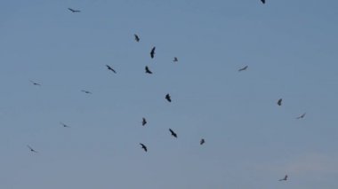 Namibya 'daki Nkasa Rupara Ulusal Parkı' nda gökyüzünde akbaba sürüsü