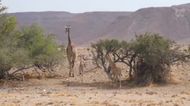 Buzağılarıyla Namibya 'daki Orupembe ovasında zürafa.