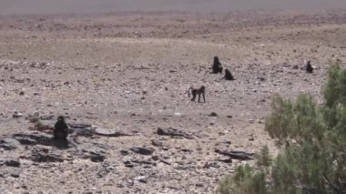 Namibya 'daki Orupembe' nin sıcak ve kuru ovalarında bir grup babun.