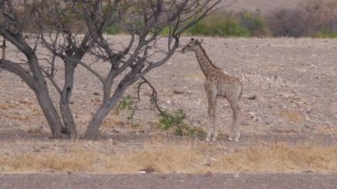 Bebek zürafa Namibya 'daki Orupembe ovasında taze yapraklar arıyor.