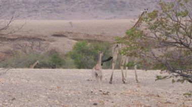 Anne ve bebek zürafa Namibya 'da Orupembe' nin kuru bir ovasında yürüyüp gidiyorlar.