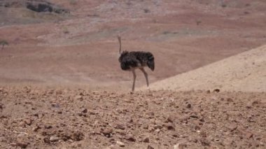 Namibya 'da Orupembe' nin kuru ovasında devekuşu yürüyor.