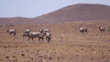 Namibya 'da Purros' un etrafında kuru bir ovada duran bir mücevher sürüsü.