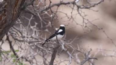 Namibya 'da Purros civarında bir ağaç dalında Wheatear Dağı