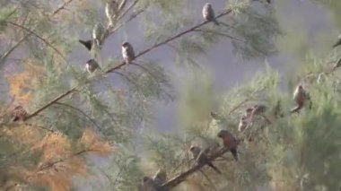 Namibya 'daki Hoanib Nehir yatağında rüzgâr altında küçük kuşlar.