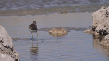 Sandpiper, Namibya 'nın Naye-Naye bölgesinde bir su birikintisinde yiyecek arıyor.