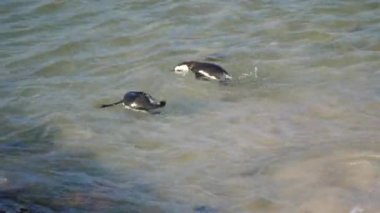 Penguenler tüylerini suya sokuyorlar.