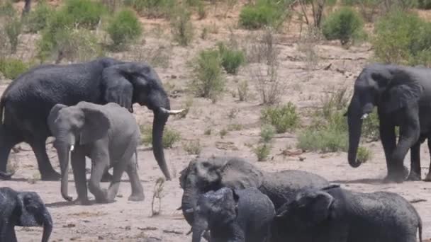 Elefante Africano Bush Temeroso Del Otro — Vídeos de Stock