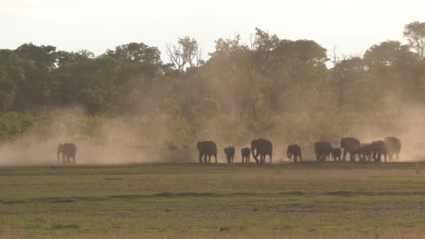 Herd African Bush Elephants Walking Dry Savanna Sunset — Stock Video