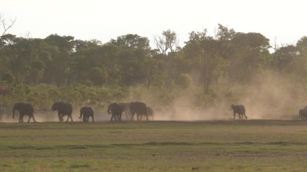 日没の間に乾燥したサバンナを歩くアフリカのブッシュゾウの群れ — ストック動画