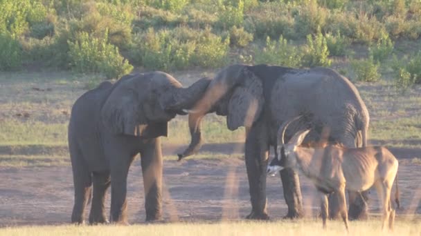 Dois Elefantes Africanos Cabeça Cabeça — Vídeo de Stock