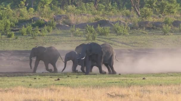 Νεαροί Αφρικανοί Ελέφαντες Τρέχουν Στο Κοπάδι — Αρχείο Βίντεο