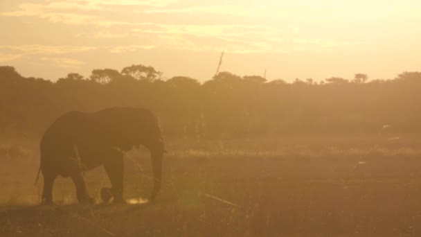 Afrikanische Buschelefanten Wandern Bei Sonnenuntergang Einer Trockenen Savanne — Stockvideo