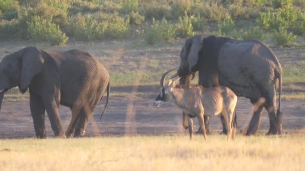 Afrikaanse Olifant Lopen Naar Kudde — Stockvideo