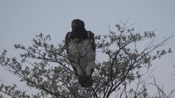 Águila Marcial Árbol Parque Nacional Khaudum Namibia — Vídeos de Stock