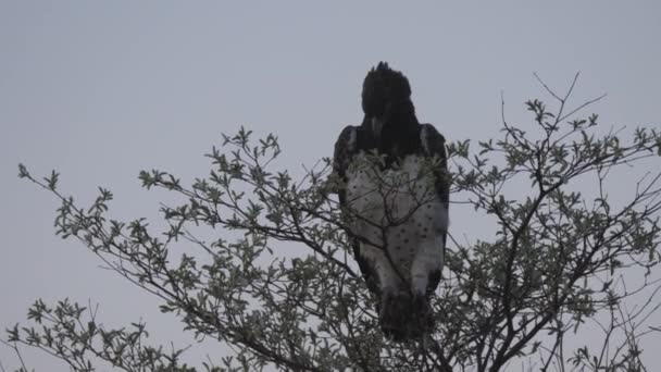 Águila Marcial Árbol Parque Nacional Khaudum Namibia — Vídeos de Stock