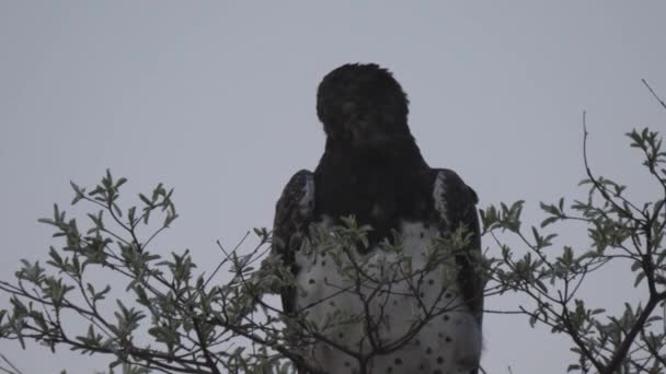 Cerca Águila Marcial Árbol Parque Nacional Khaudum Namibia — Vídeos de Stock