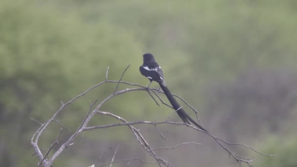 Pin Tailed Whydah Tree Branch — Stock Video
