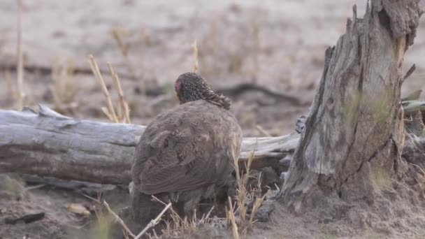 Red Necked Spurfowl Looking Food — Stock Video
