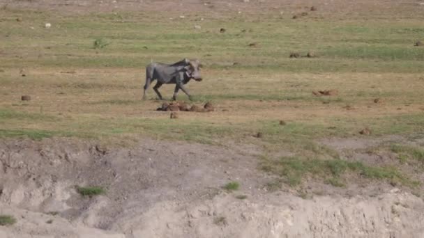 ナミビアのネエ コンセッション地域のサバンナを走るワーツグ — ストック動画