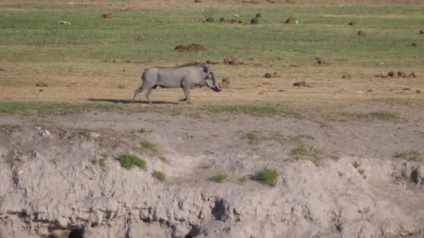 Warthog Corriendo Hacia Pozo Agua Área Concesión Naye Naye Namibia — Vídeos de Stock