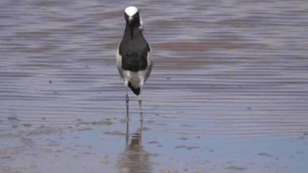 Herrero Lapwing Paseos Lago — Vídeos de Stock