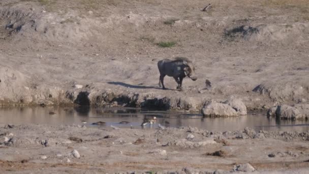 Warthog Bebiendo Pozo Agua Área Concesión Naye Naye Namibia — Vídeos de Stock