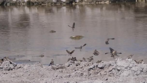 非洲雀群在一个水坑 — 图库视频影像