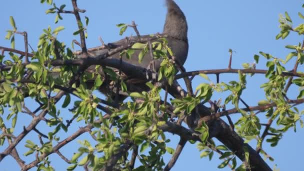 Uccello Grigio Partenza Albero Nella Zona Concessione Naye Naye Namibia — Video Stock