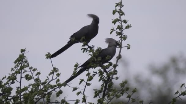 Dos Pájaros Desaparecidos Grises Árbol Zona Concesión Naye Naye Namibia — Vídeos de Stock