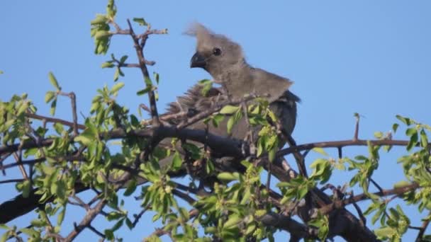 ナミビアのネエ コンセッション地域の木の灰色の鳥 — ストック動画