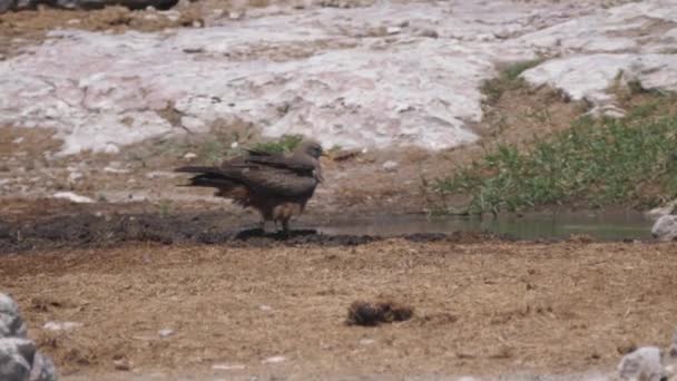 Tawny Águila Bebiendo Pozo Agua — Vídeos de Stock