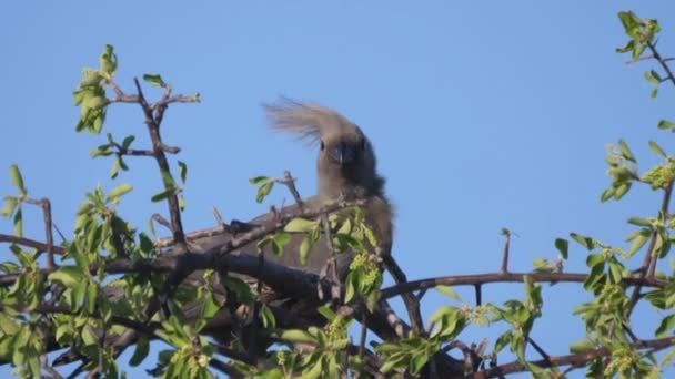 Grey Away Bird Árbol Área Concesión Naye Naye Namibia — Vídeos de Stock