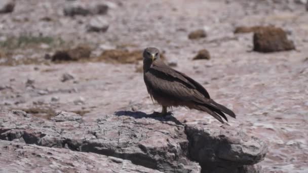 Águila Tawny Una Roca Mirando Alrededor — Vídeos de Stock