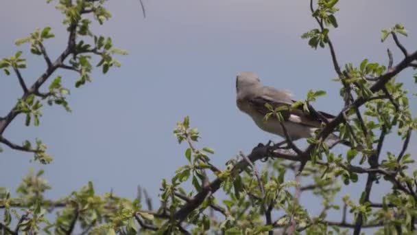 Loggerhead Shrike Sedí Větvi Stromu — Stock video