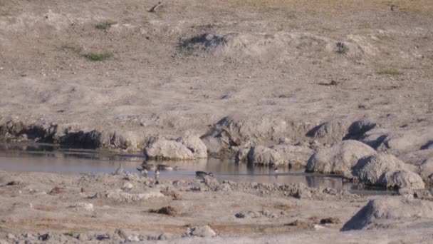 Warthog Descansando Barro Pozo Agua Zona Concesión Naye Naye Namibia — Vídeos de Stock