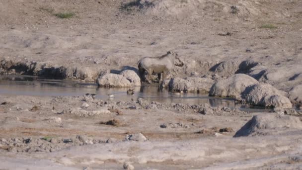 Warthog Parado Barro Desde Pozo Agua Área Concesión Naye Naye — Vídeos de Stock