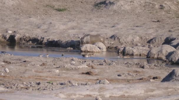 Warthog Parado Barro Desde Pozo Agua Área Concesión Naye Naye — Vídeos de Stock