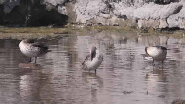 Red Billed Teal Ducks Waterhole Naye Naye Concession Area Namibia — Stock Video