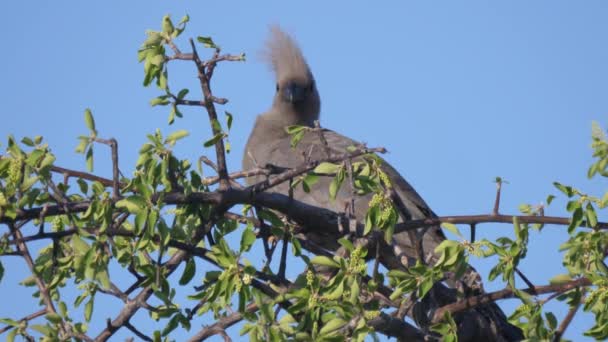 Uccello Grigio Partenza Albero Nella Zona Concessione Naye Naye Namibia — Video Stock